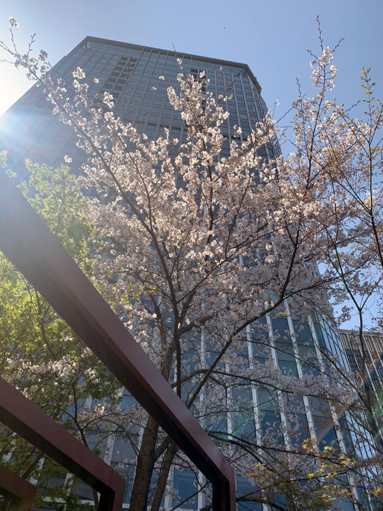 本社のビルと桜です