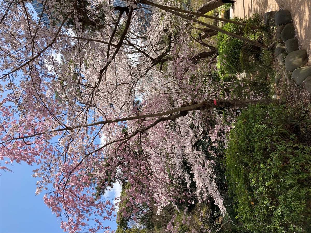 春の日に、よいニュース_桜_R