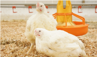 日本ホワイトファーム株式会社