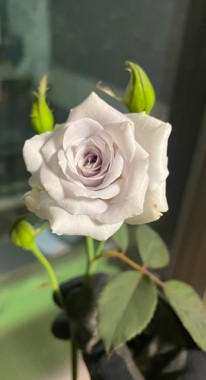 26卒HPインタビュー趣味SSJ管理